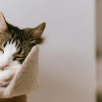 【私が見た未来】たつき諒さんの予言漫画を読んで「予知夢を見る具体的な方法」について