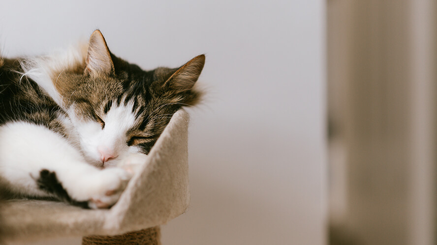 【私が見た未来】たつき諒さんの予言漫画を読んで「予知夢を見る具体的な方法」について