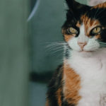 思っている事が顔に出るのは悪いこと？本心を隠す生き方に苦しさを感じている方へ