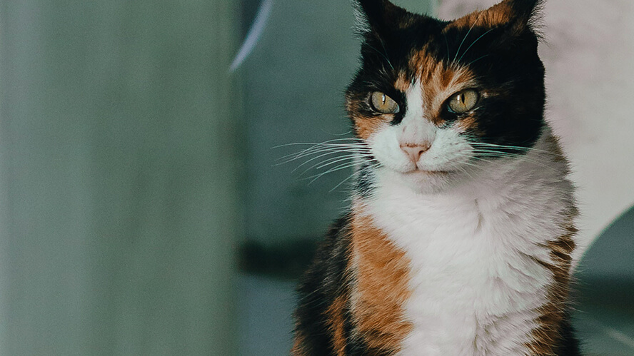 思っている事が顔に出るのは悪いこと？本心を隠す生き方に苦しさを感じている方へ